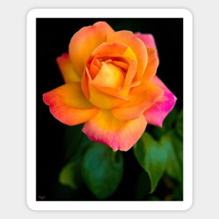 A Beautiful Arundel Rose Sticker